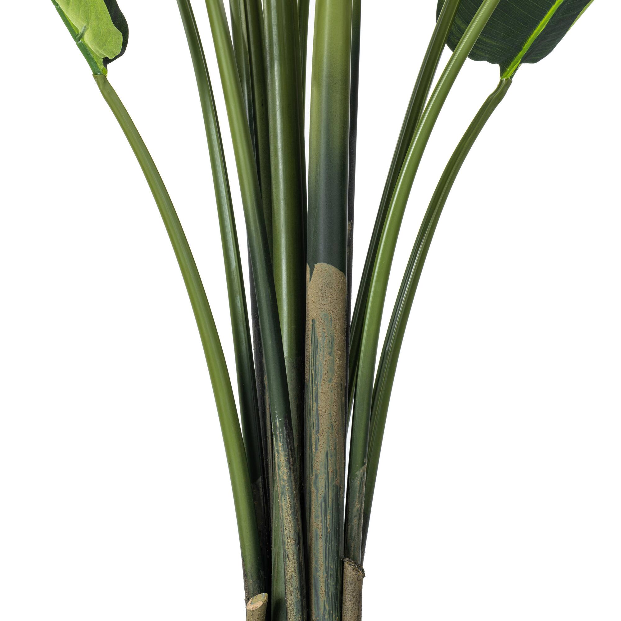 6ft. Potted Travellers Palm Tree